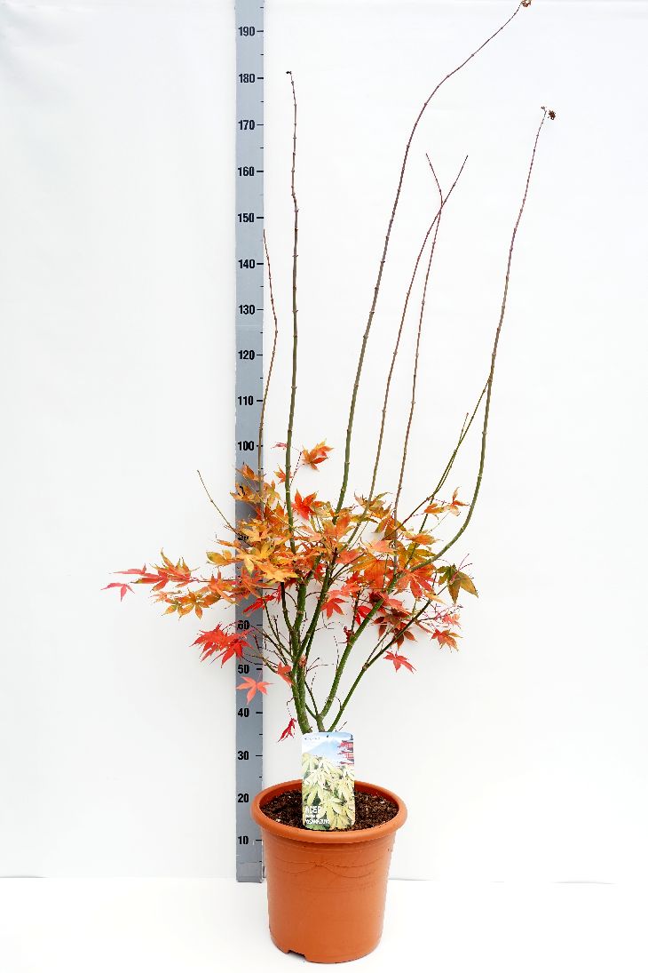 Acer palmatum &