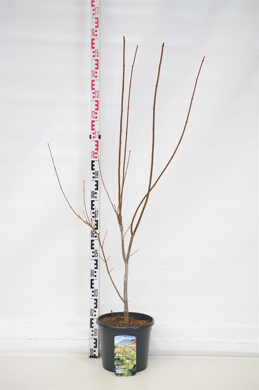 Acer shirasawanum &