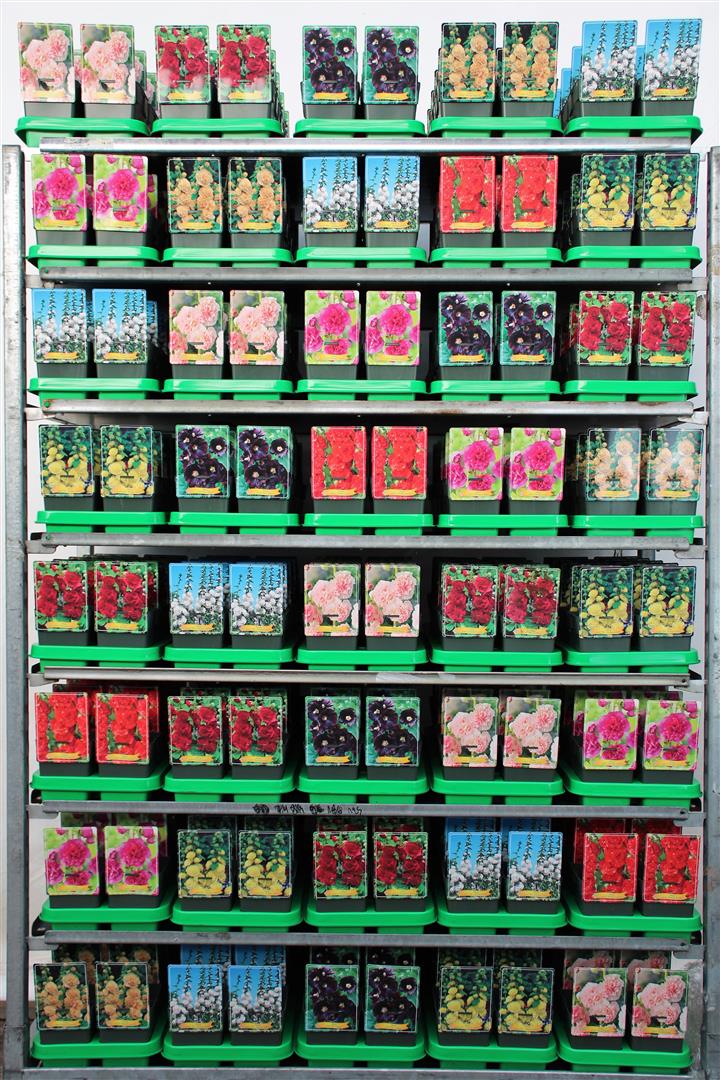 Alcea i sorter - 11 cm kruka