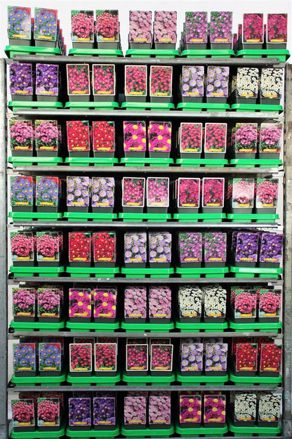 Aster i sorter 11 cm kruka