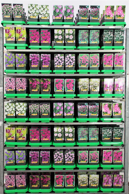 Geranium i sorter 11 cm kruka