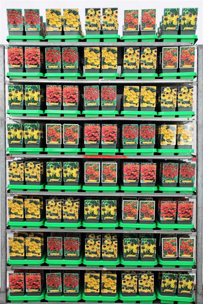 Helenium i sorter 11 cm kruka