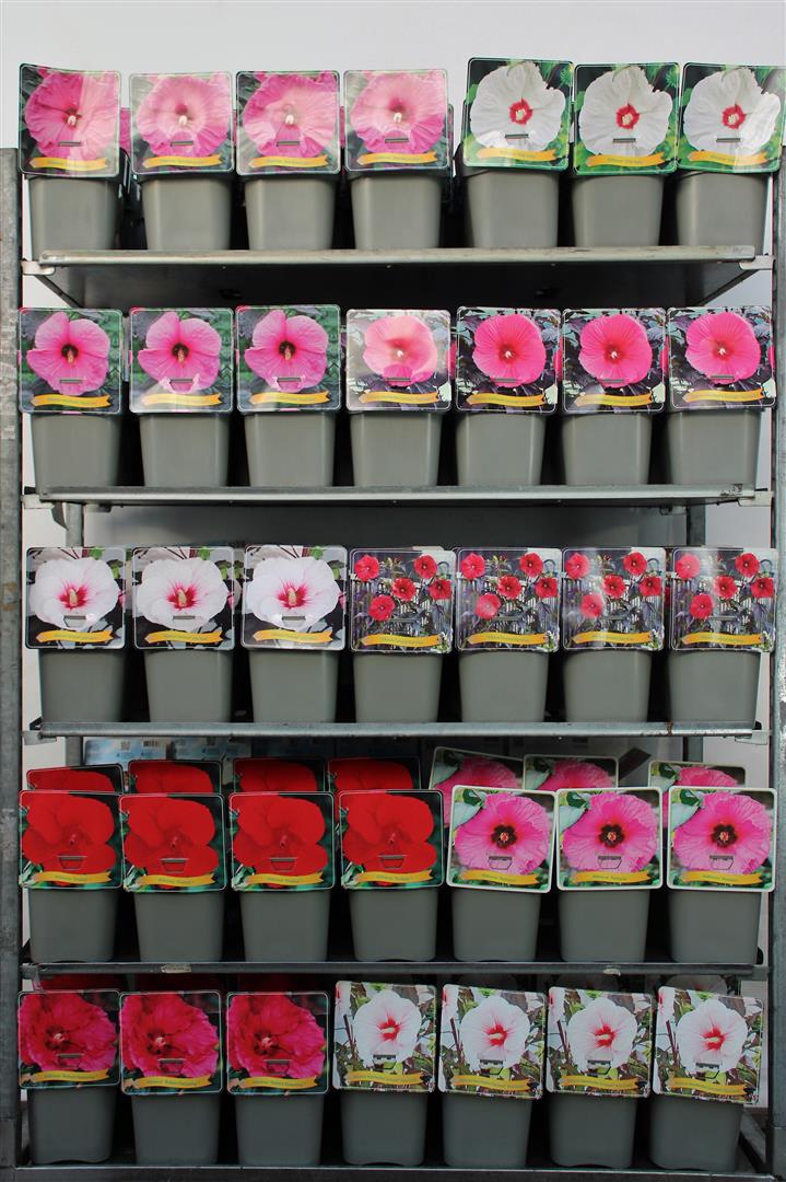 Hibiscus, olika sorter C5 (5 liters kruka)