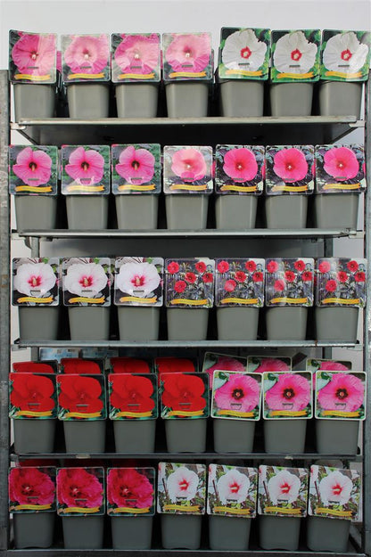 Hibiscus, olika sorter C5 (5 liters kruka)