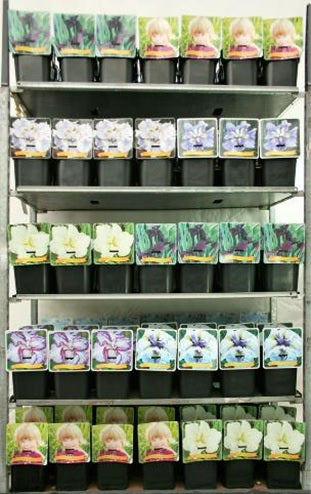 Iris ensata i sorter C5 (5 liters kruka) / 23 cm kruka