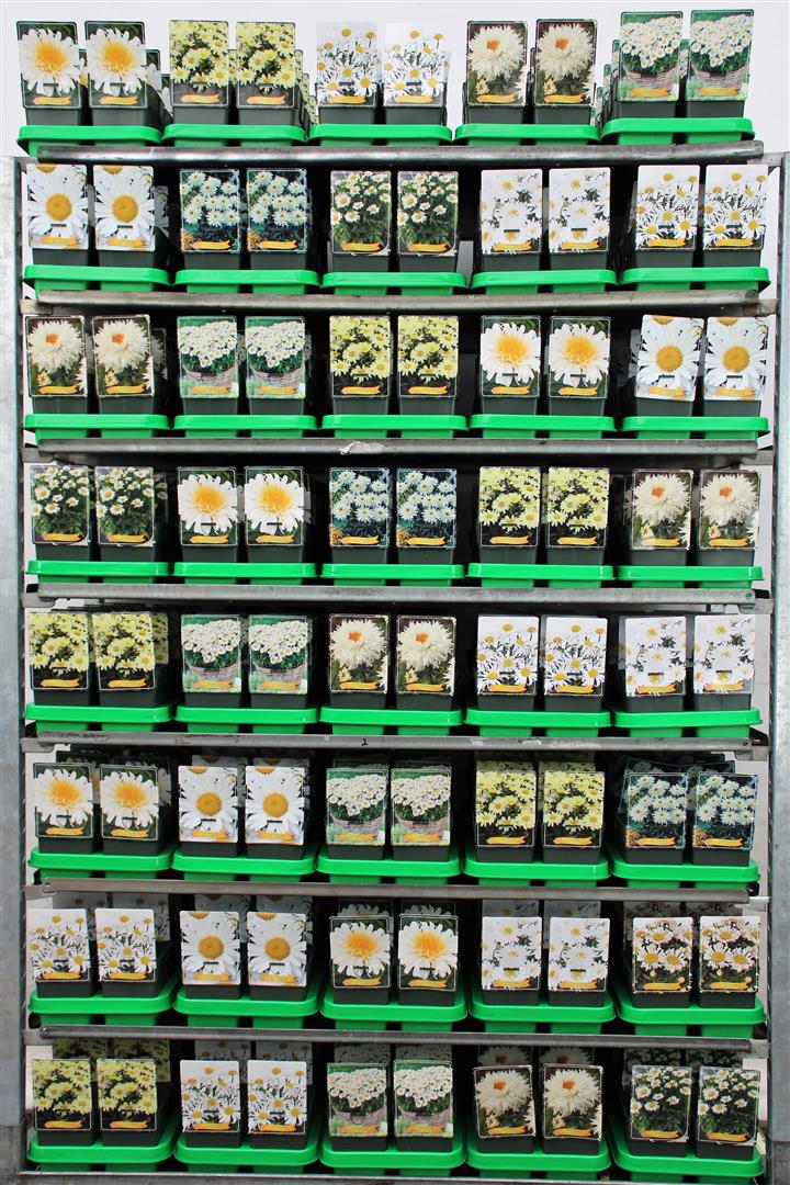 Leucanthemum i sorter – 11 cm kruka