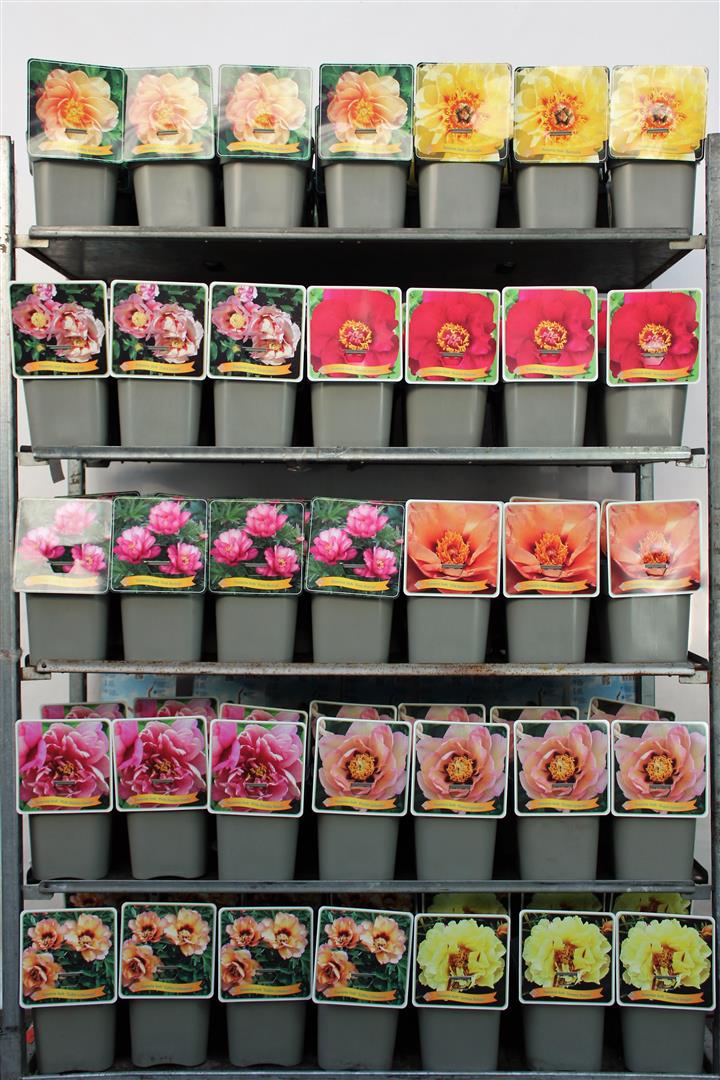Paeonia itoh i olika sorter C5 (5 liters kruka) / 23 cm kruka