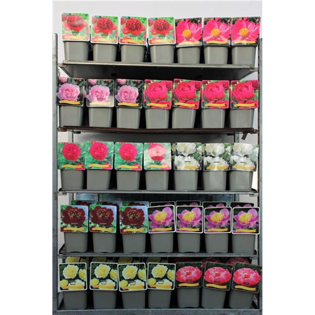 Paeonia lactiflora C5 (5 liters kruka) / 23 cm kruka