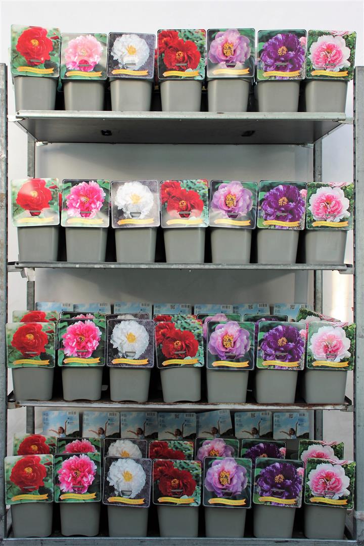 Paeonia suffruticosa C5 (5 liters kruka)