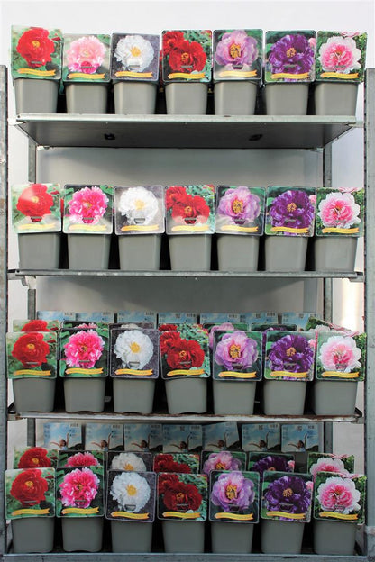 Paeonia suffruticosa C5 (5 liters kruka)