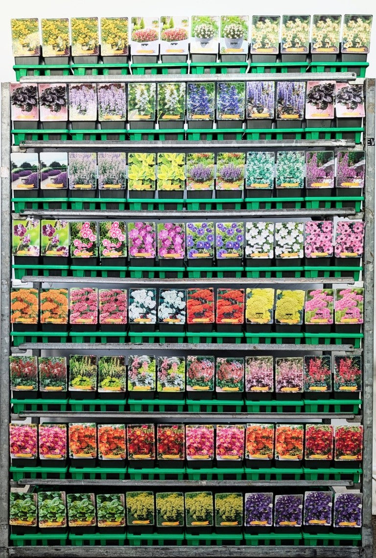 Marktäckande perenner, mix av sorter - 11 cm kruka