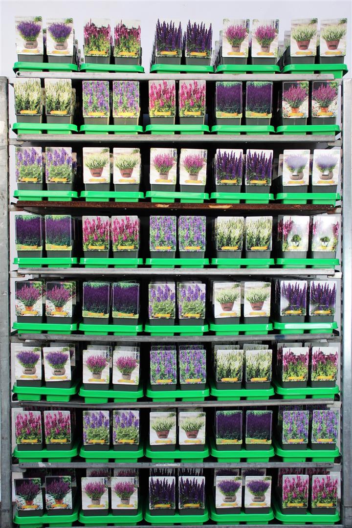 Salvia i sorter 11 cm kruka