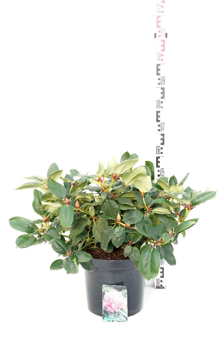 Rhododendron (W) &