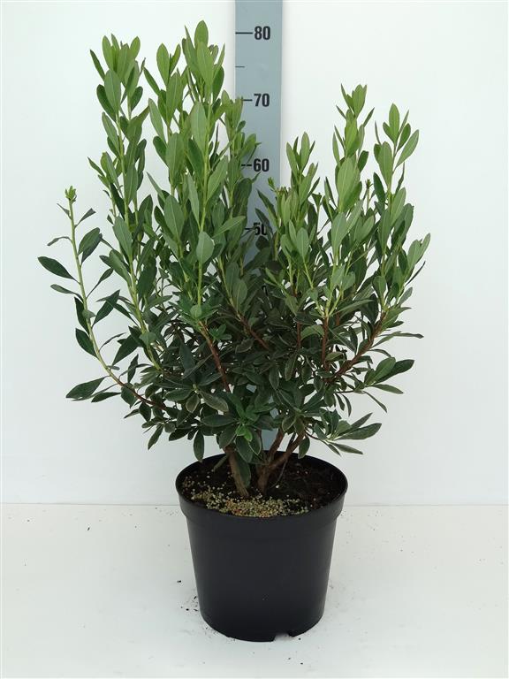 Rhododendron atlanticum C5 (5 liters kruka) 30-40 cm