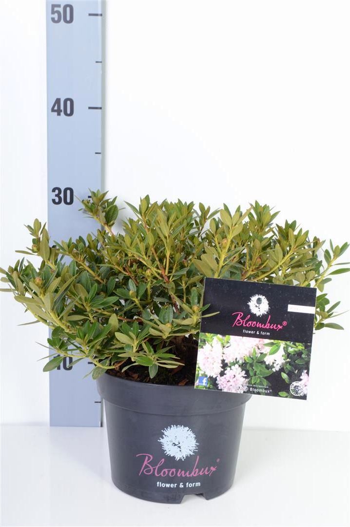 Rhododendron &