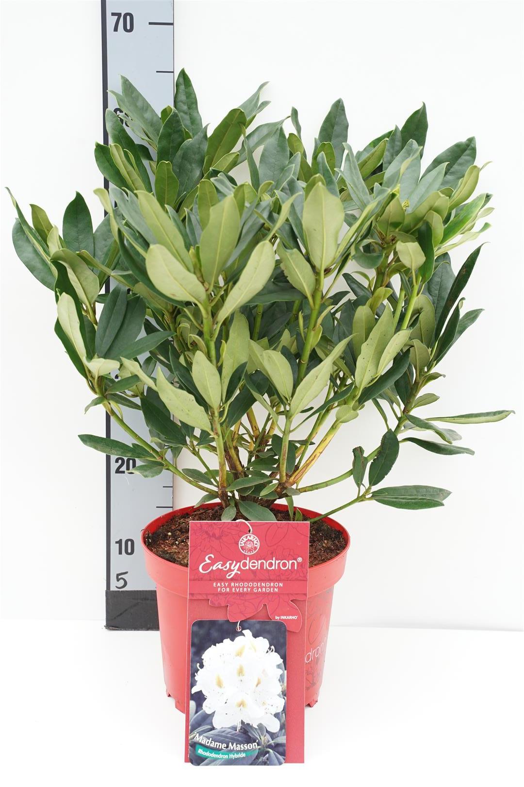 Rhododendron &