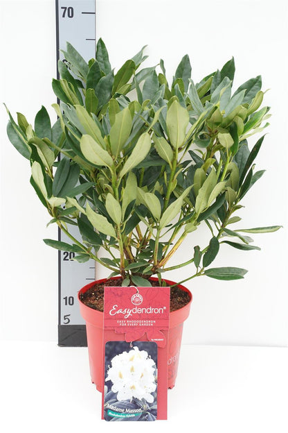Rhododendron &