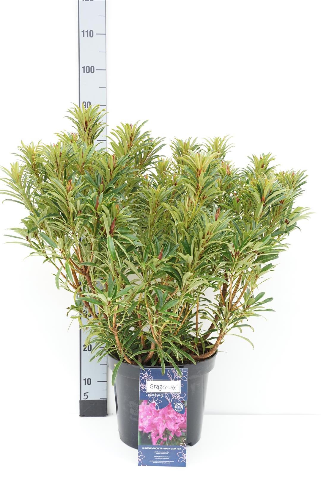 Rhododendron &