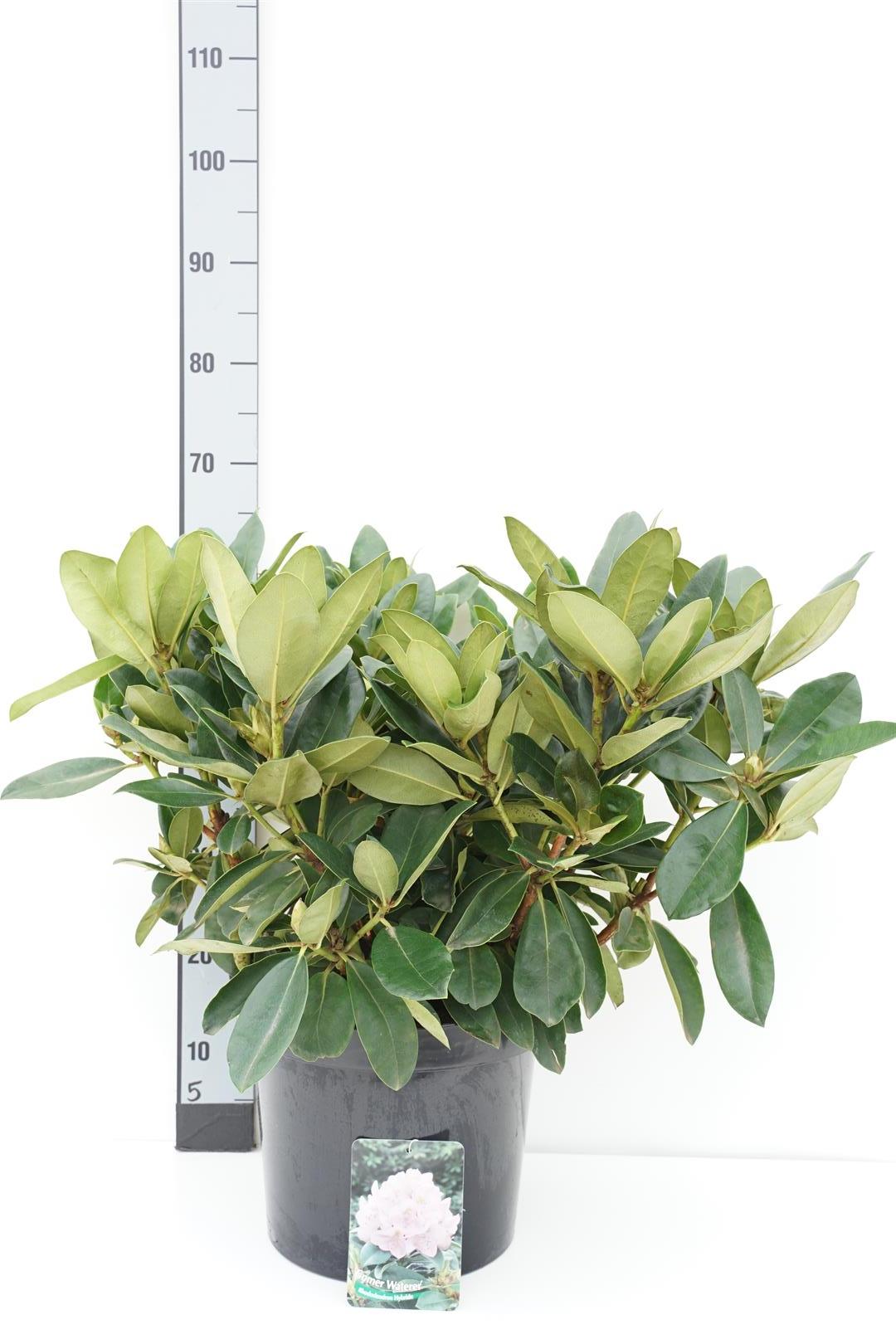 Rhododendron &