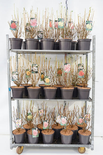 Rhododendron i sorter (Aromatic) C5 (5 liters kruka) 40-50 cm