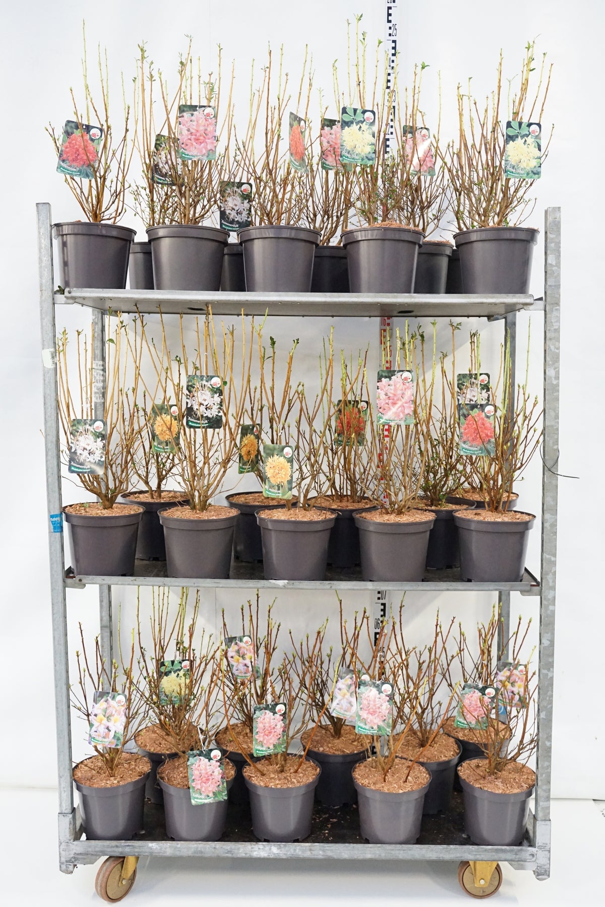 Rhododendron (Aromatic-sorter) C5 (5 liters kruka) 40-50 cm