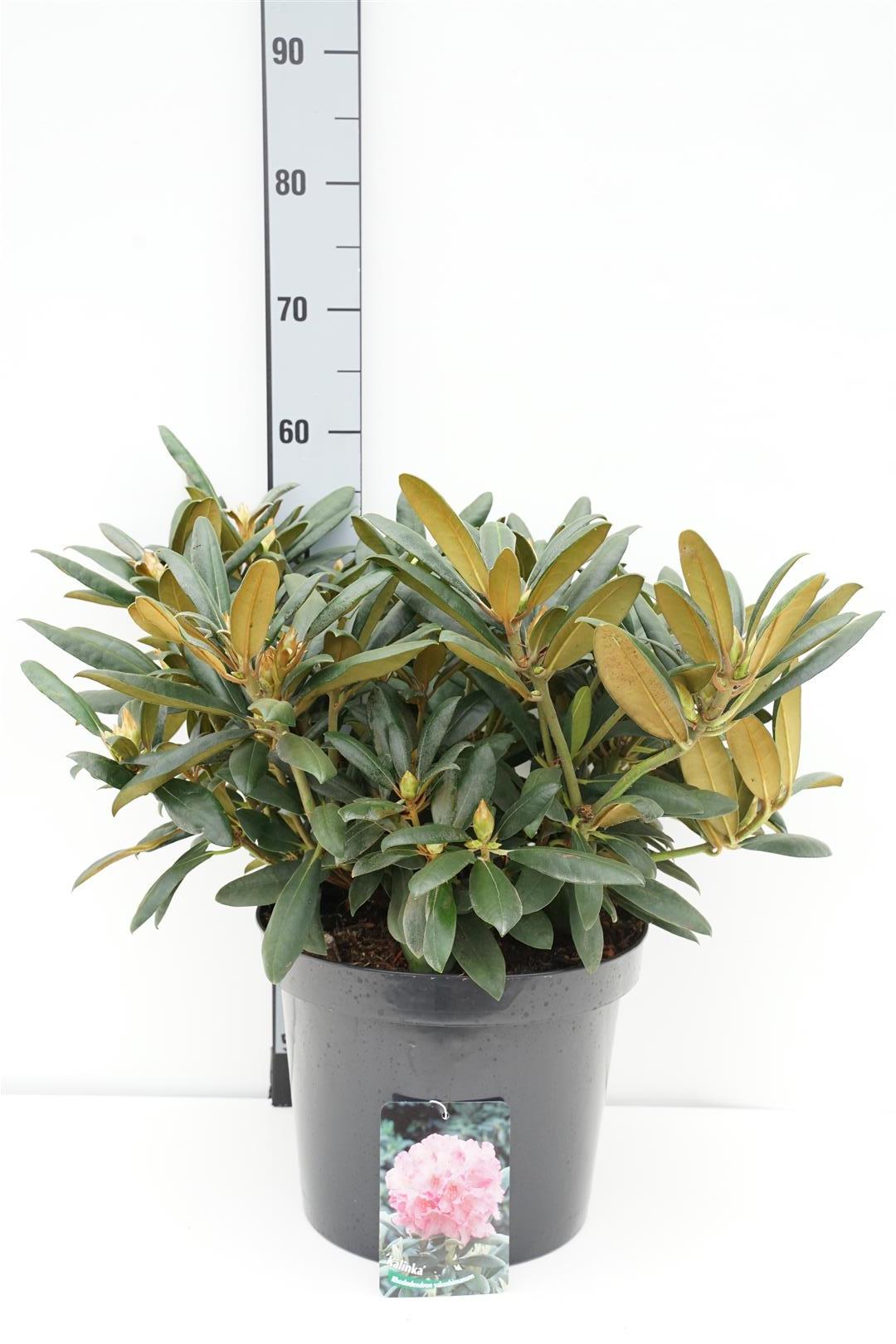 Rhododendron (Y) &