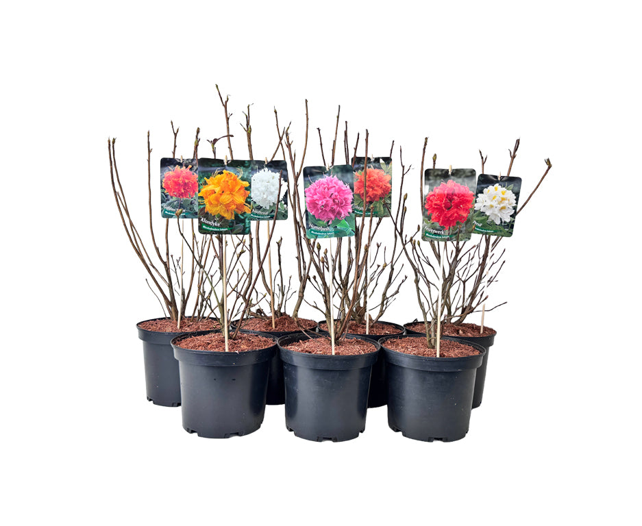 Rhododendron lut. i sorter C5/P23 (5 liters kruka / 23 cm kruka) 30-40 cm