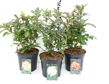 Rhododendron lut. i sorter C5 (5 liters kruka) 30-40 cm