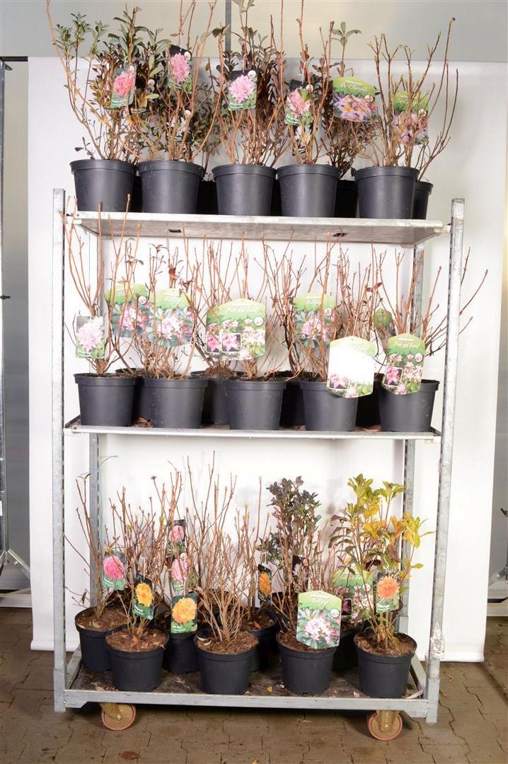 Rhododendron luteum C20 (20 liters kruka) 60-80 cm