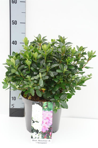 Rhododendron &