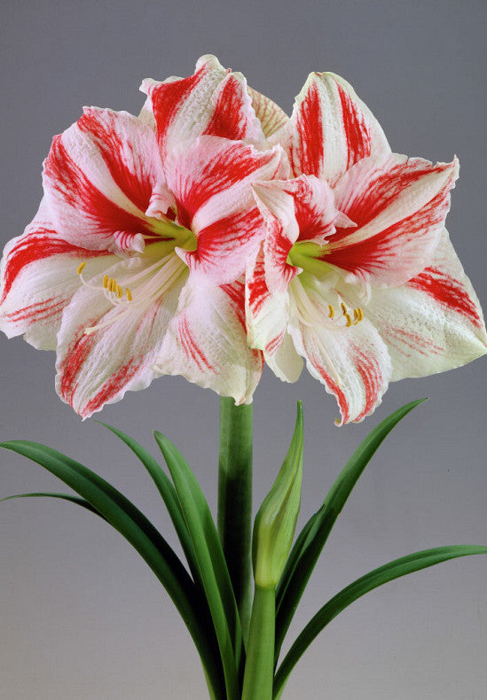 Hippeastrum &