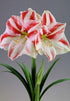 Hippeastrum &
