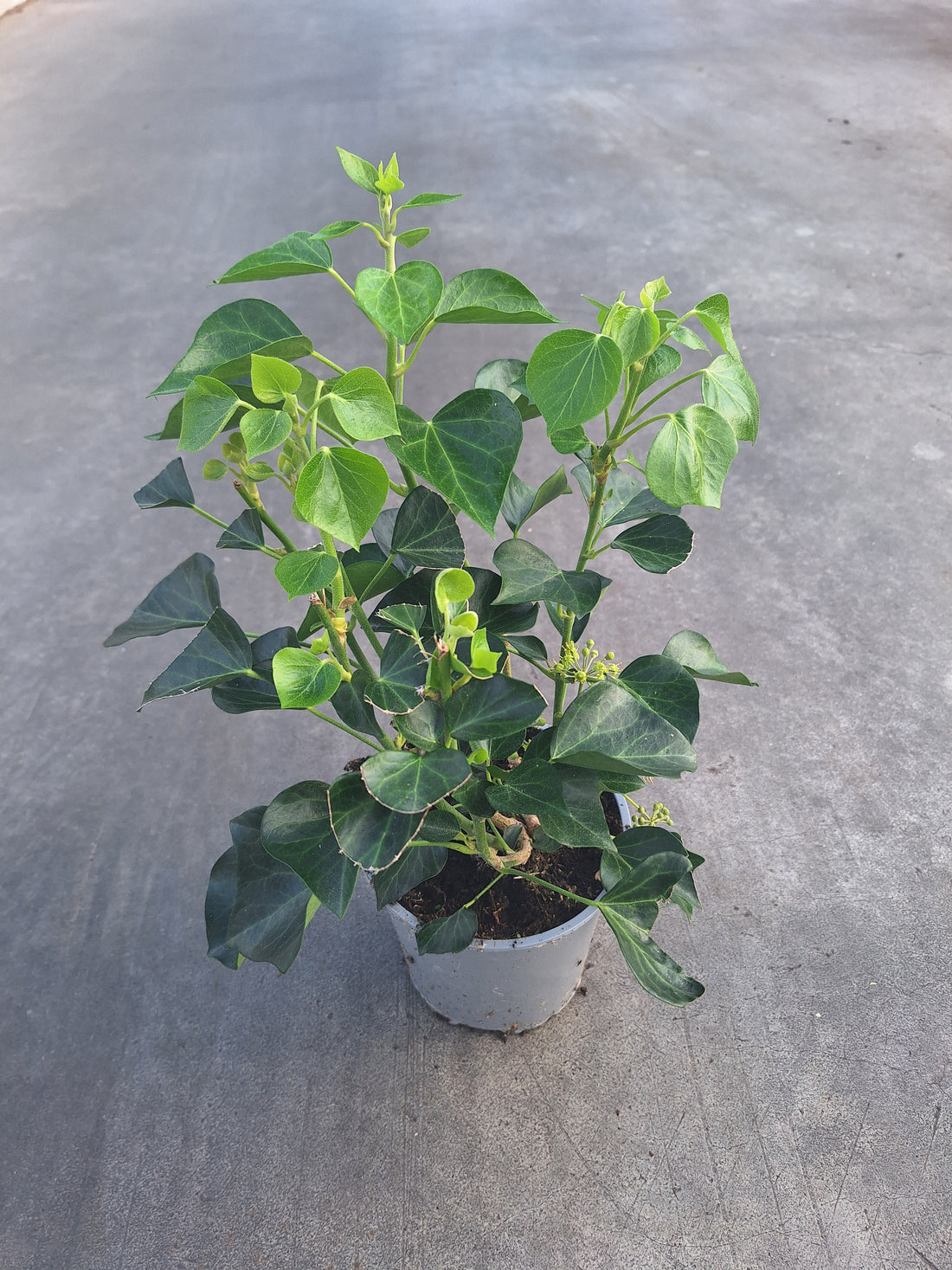 Hedera helix &