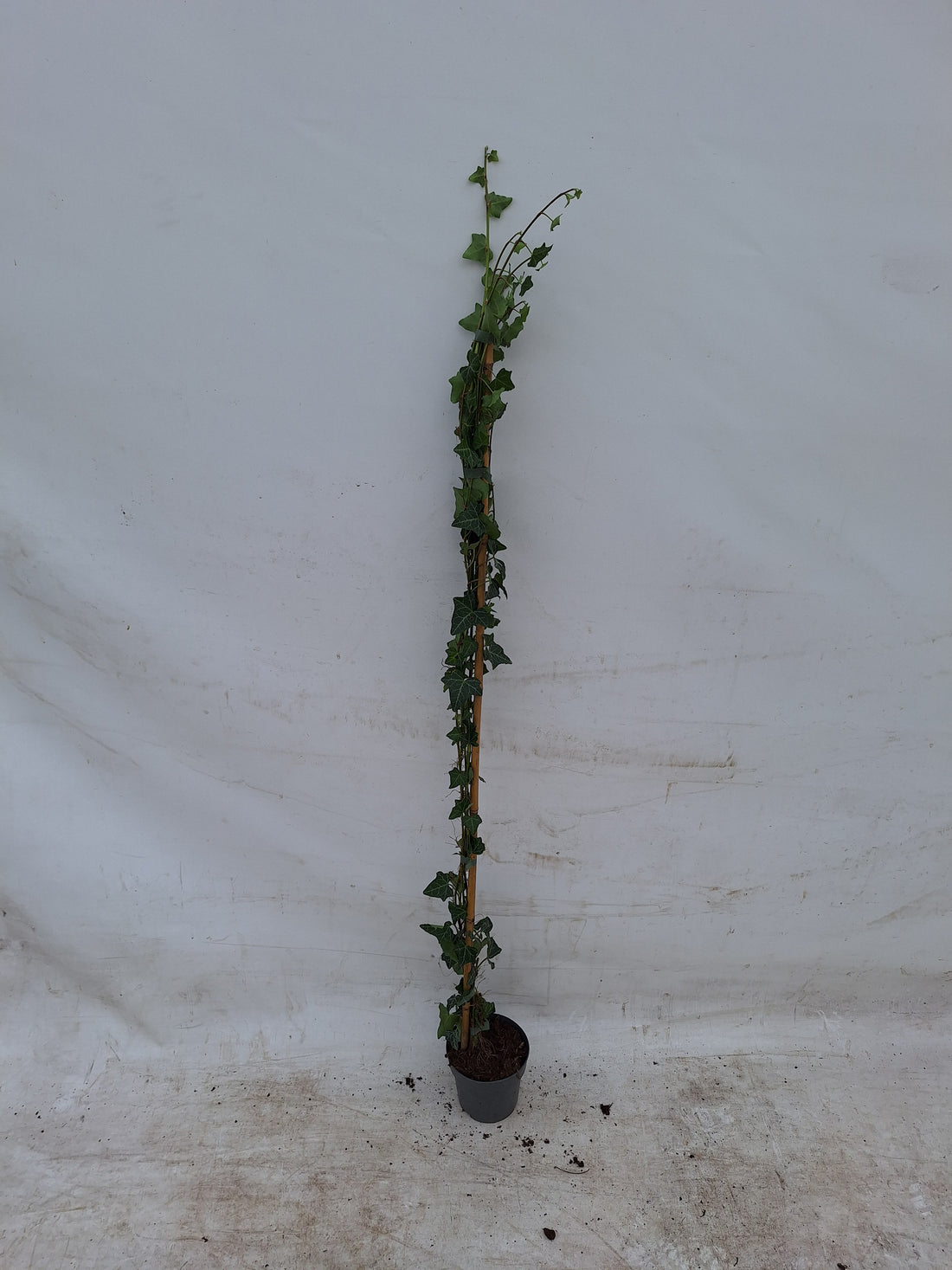 Hedera helix 100-125 cm, C1 (1 liters kruka) / 13 cm kruka