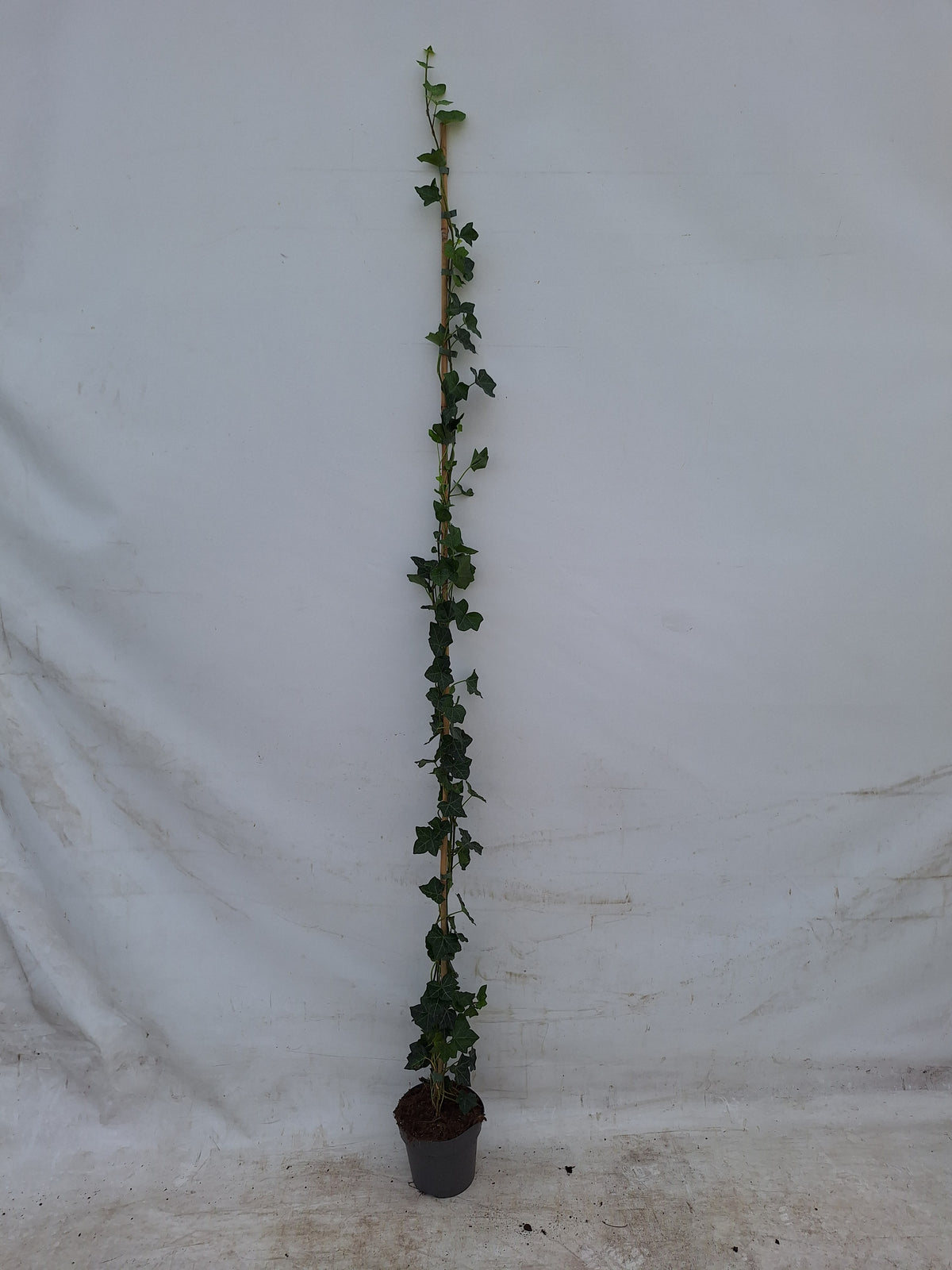 Hedera helix - 9 cm kruka
