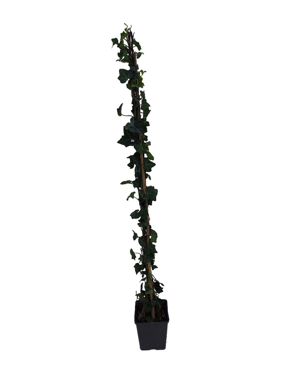 Hedera helix 90+ cm, 11 cm kruka