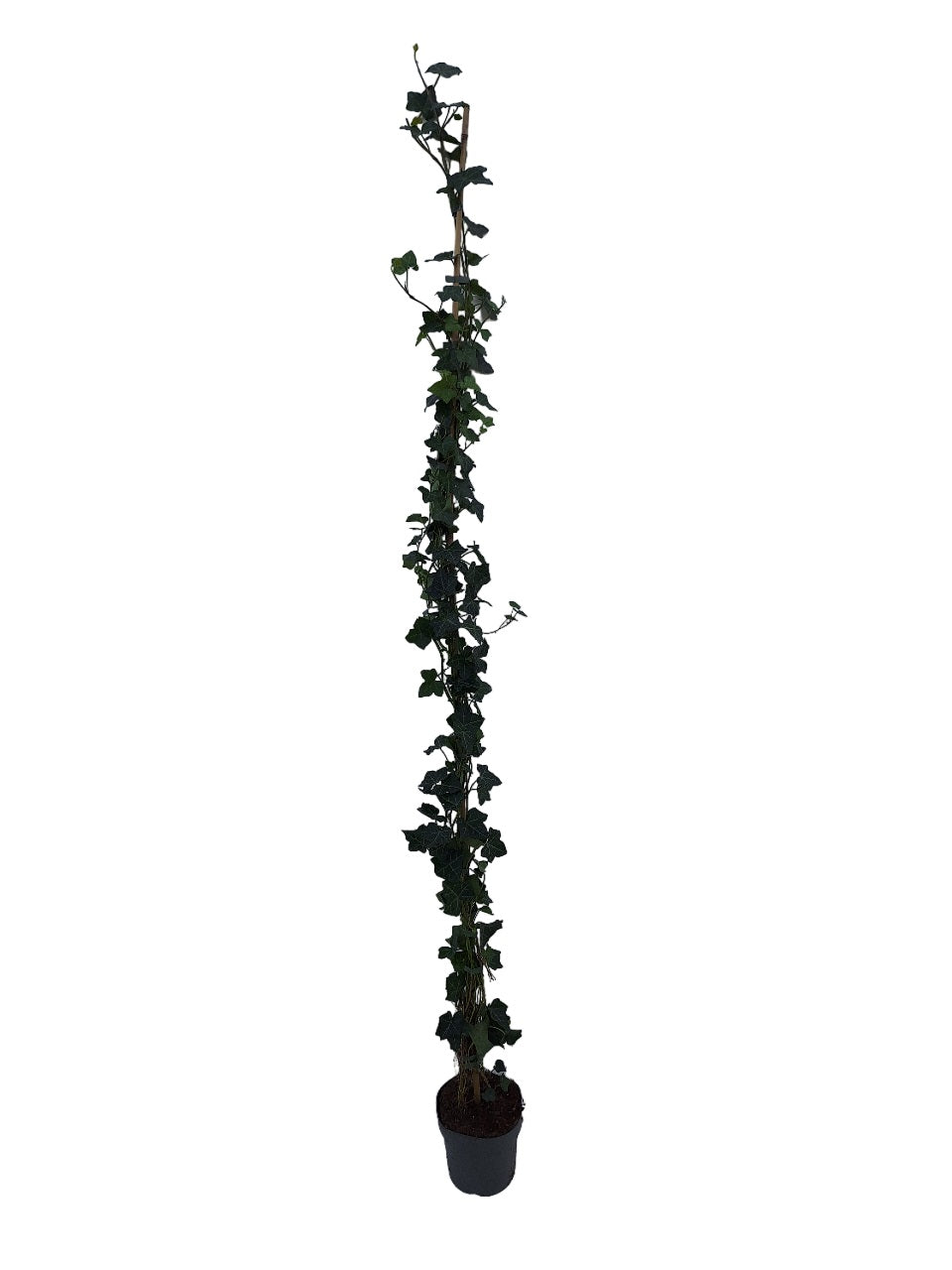 Hedera hibernica 175-250 cm C4 (4 liters kruka / 21 cm kruka)
