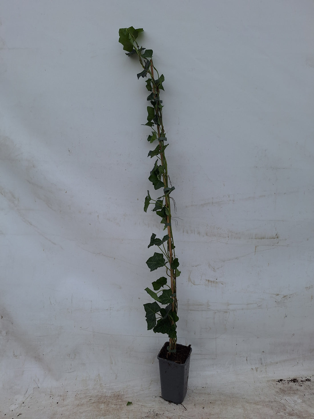 Hedera hibernica C2 (2 liters kruka) / 17 cm kruka 100-125 cm
