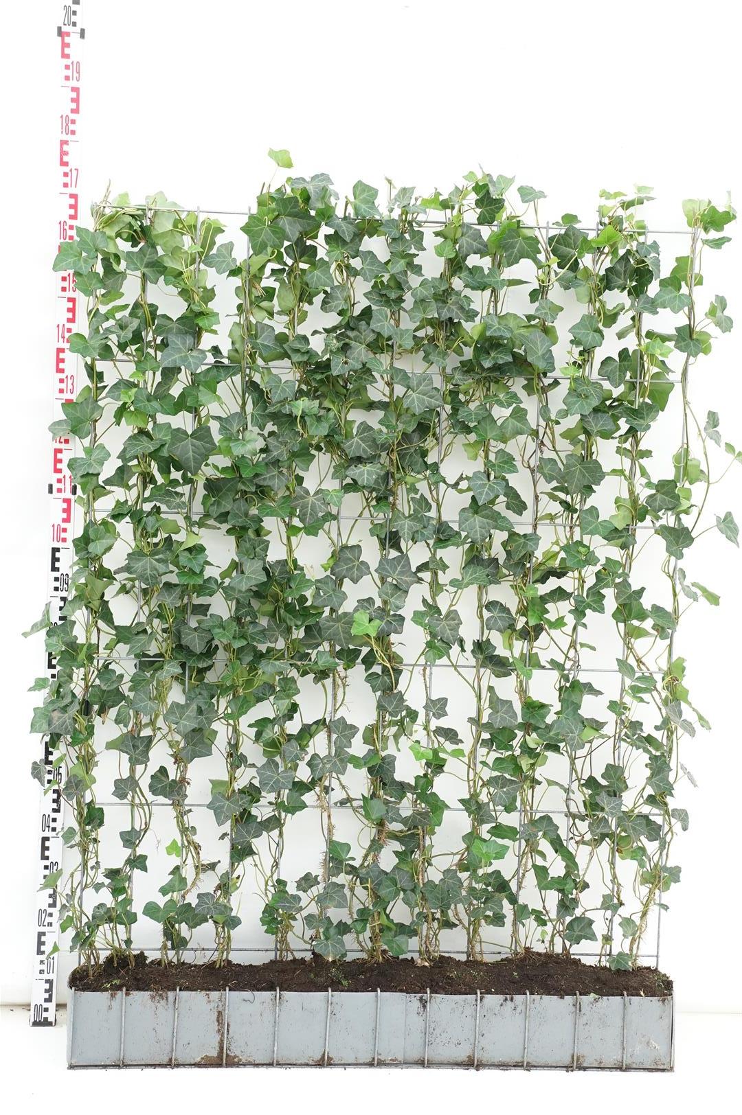 Hedera hibernica färdighäck 120B 150H