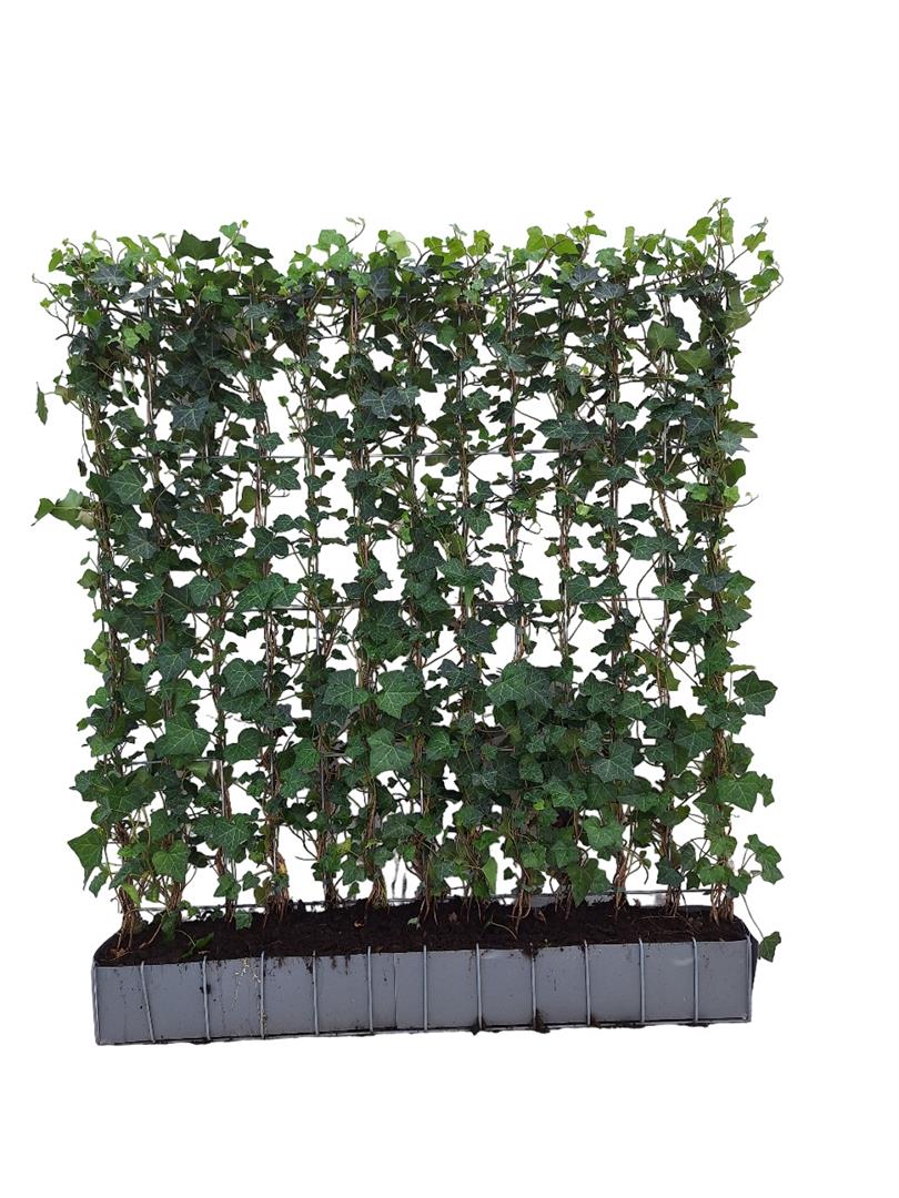 Hedera hibernica färdighäck Take Away 120x120 cm