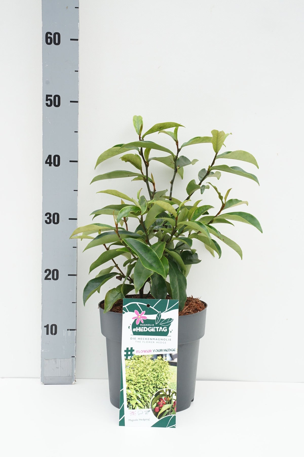 Michelia figo C4 (4 liters kruka / 21 cm kruka)