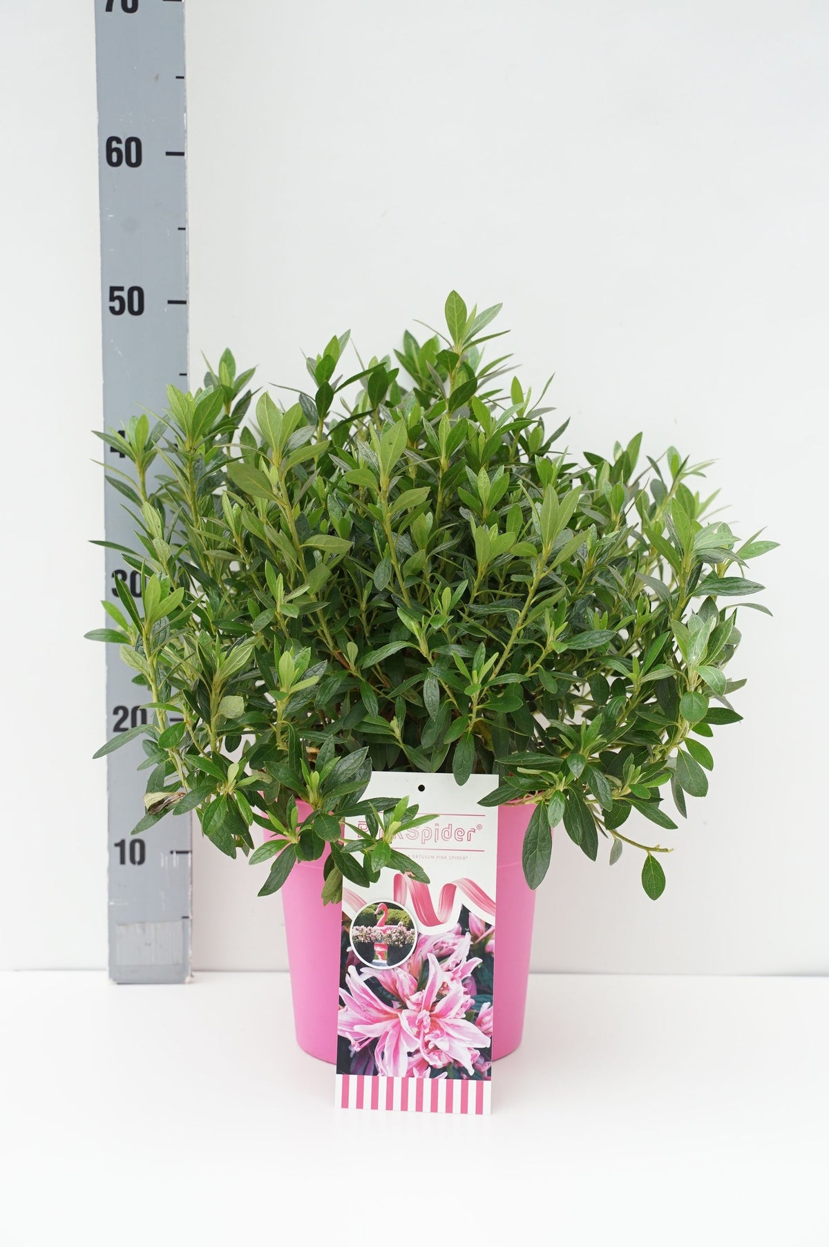 Rhododendron &
