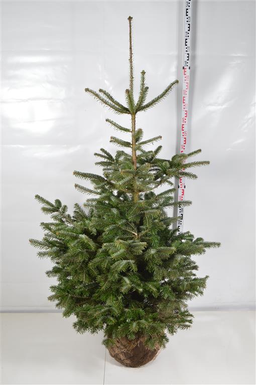 Abies nordmanniana 150-175 cm klump med nät
