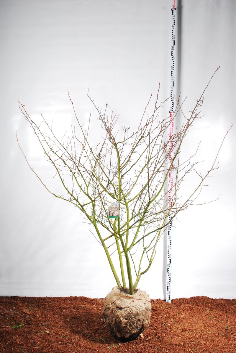 Amelanchier lamarckii 150-175 cm (rotklump med trådkorg)