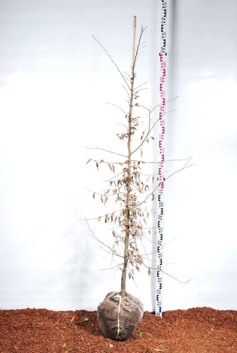 Carpinus betulus 150-175 cm rotklump