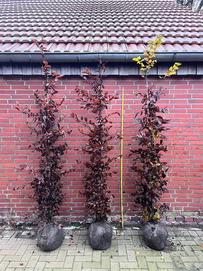 Carpinus betulus (Avenbok) 175-200 cm rotklump