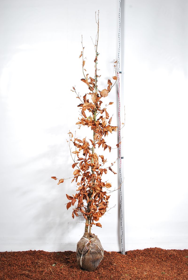 Fagus sylvatica &