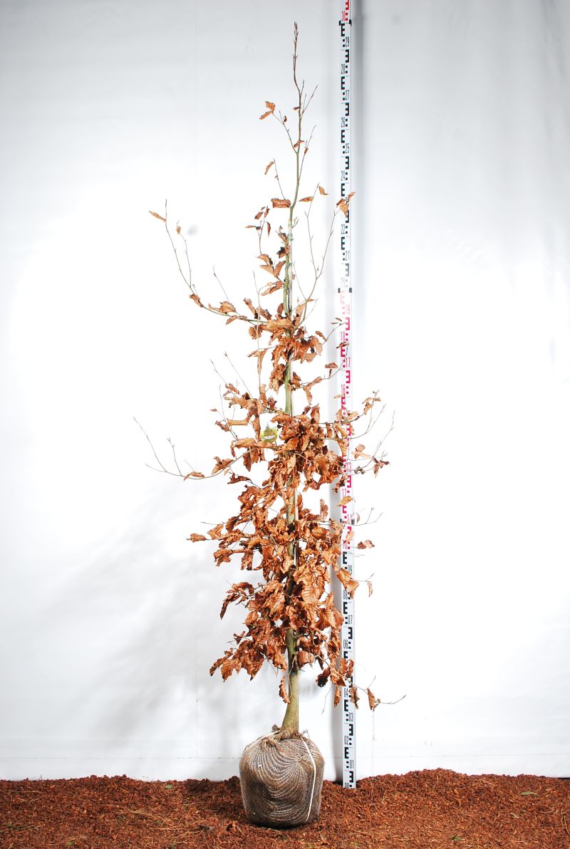 Blodbok - Fagus syl. &