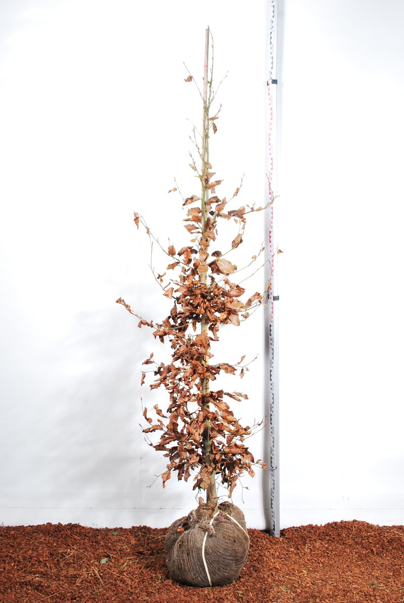 Fagus sylvatica 150-175 cm rotklump