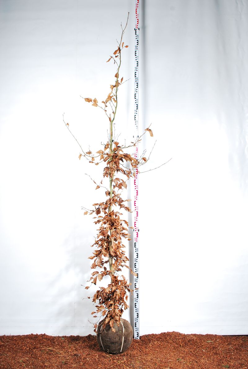 Fagus sylvatica 225-250 cm rotklump